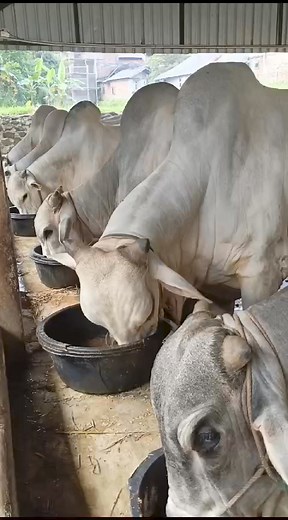185K views · 1.9K reactions | Ongole #bulls #cow #sapi | Revan Dolan Kandang | Facebook