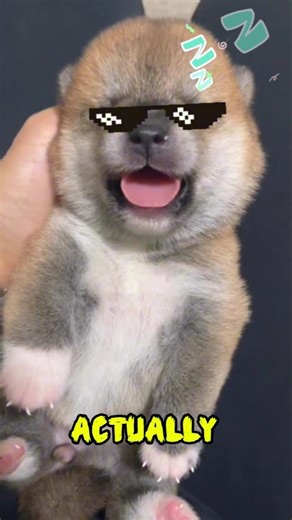 You Didn’t Know THIS About Sleeping Dogs 😳 #animal #pets #dogs #sleepingdogs