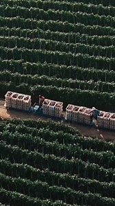 In SW China's Yunnan Province, farmers use monorail carts to get their vegetables to packaging stations. The "veggie express" climbs slopes, turns tight corners, and makes farming easier. #Yunnan #China #veggieexpress #ChinaTech | China Pixels