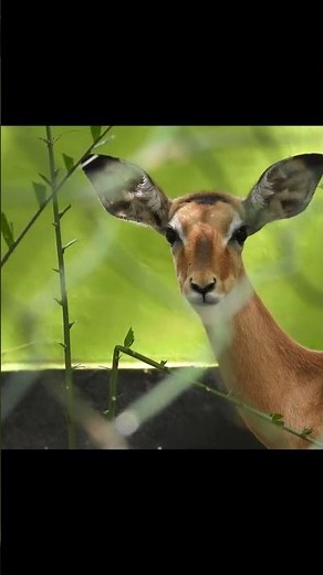 Gazelle [ Swala ] . Short video 4K-UHD Birds Photography | Wild Video | Wildlife Animals