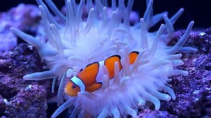 Sea Anemone Aquarium Stock Footage Video (100% Royalty-free) 1043012737 | Shutterstock