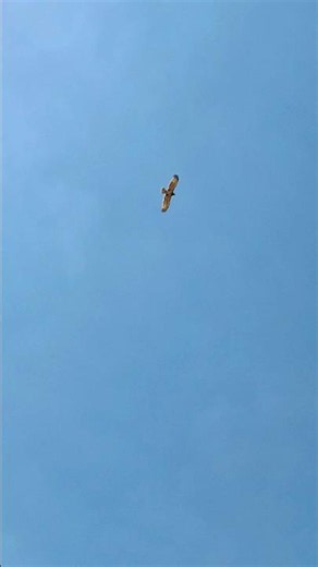 Bjeloglavi Sup • Eurasian Griffon Vulture • Gyps fulvus 🦅