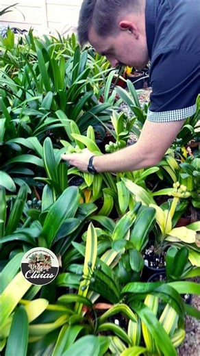 Stunning Variegated Clivia Varieties with Seeds | Utopia Clivias #plants #gardening #garden