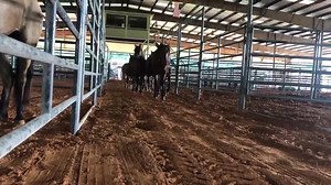 2.6K views · 65 reactions | The wild horses and burros have arrived in Center, Texas! The adoption begins at noon central time at the Shelby County Fairgrounds (980 State Highway 7)! Ask how you can earn up to $1,000 when you adopt an untrained wild horse or burro. Learn more: BLM.gov/adoption-incentive. Find more opportunities to bring home a wild horse or burro: BLM.gov/whb/events | BLM Wild Horse & Burro Program | Facebook