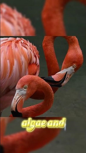 The secret chemistry behind the Pink Flamingo 🧪💖 #wildlife #animals #nature #flamingo #facts