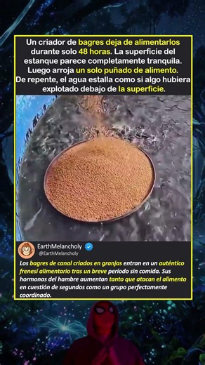 ¿QUÉ PASARÍA SI EL BAGRE DE CRIANZA DESAPARECIERA MAÑANA DE LAS MESAS DE ESTADOS UNIDOS?