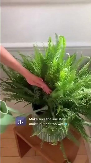 How to take care of Boston fern | Boston Fern care | How to grow Ferns #bostonfern #plantcare #viral