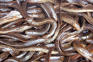 Complete Eradication: Researchers look at removing sea lamprey from the Great Lakes - Great Lakes Now