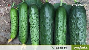 48K views · 605 reactions | 勒 Castravetele Spino F1 este vedetă în...