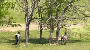 157K views · 2.5K reactions | HORSES VS. TURKEY A confrontation at at Red Hawk Ridge in Dickson, TN. Teresa Devaughn sent this video. Seems the horses did not like sharing the meadow with that big bad turkey. Watch closely. HA. | Nick Beres NC5 | Facebook