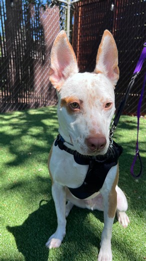 1.1K views · 28 reactions | Watch the dogs at PAWS have some fun in the sun! ☀️ We have lots of sweet pups in the shelter and foster waiting for loving homes. Drop by PAWS today or during this sunny weekend to adopt one of our amazing doggos!  To learn more about our available pups, visit: paws.org/adopt/dogs/ | PAWS - Progressive Animal Welfare Society | Facebook