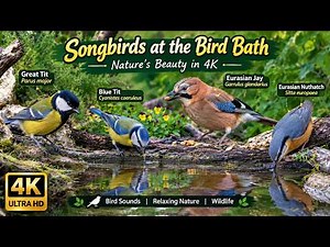 🐦 Songbirds at the Bird Bath | Great Tit, Blue Tit, Jay & Nuthatch | Relaxing Bird Sounds in 4K