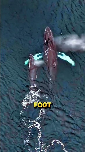 How Do Whales Breathe