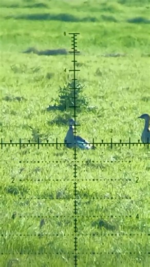 The sweet sound of a suppressed .22-250 at 3800fps!