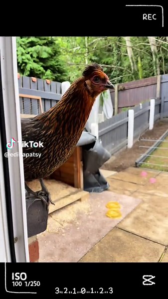 edinapatsy on TikTok