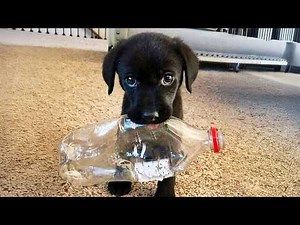 When Cute Puppies Turn Into Total Little Humans 😁 Funniest Dog Videos