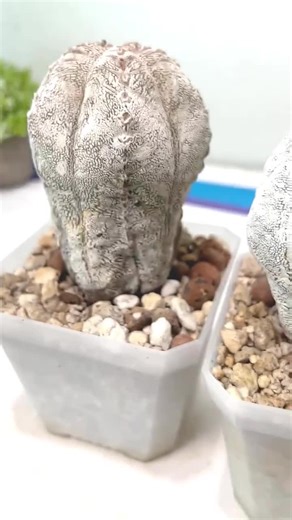 Live Rare Cactus Plants (blue) | Succulents | Sansevieria - Etsy