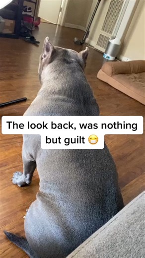 Bruce & Koa on TikTok