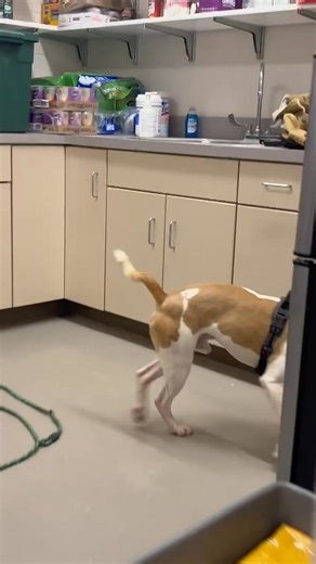 Hard to believe this cutie is the longest resident at Stark County Dog Warden! He has been available since June 30 - that’s 154 days in the shelter 💔 Young & fun, Mr. Bush needs a home without other pets which is difficult to find. If you’re looking for a one and only pet to spoil, please go meet this cuddly guy! Around 3 years old and 40 lbs, Mr. Bush was found by the sergeant hiding in bushes. He was nervous at first but once he realized he was safe, his playful and friendly side came shining