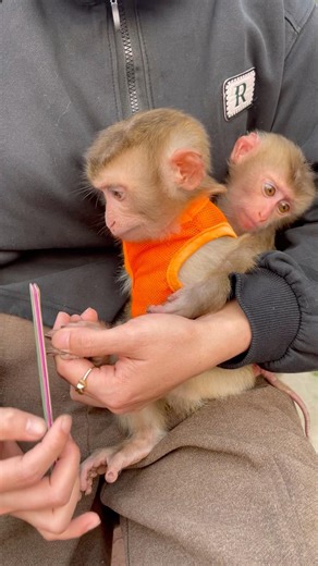 The little monkey obediently lets its mother file its toenails.