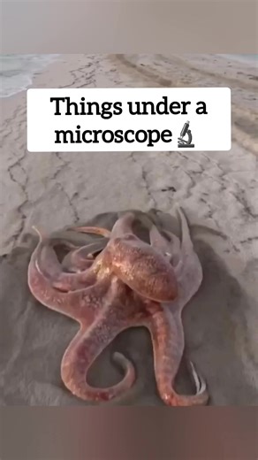 Exploring Fascinating Objects Under a Microscope