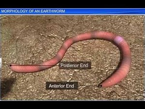 CBSE Class 11 Biology || Morphology of an Earthworm || By Shiksha House