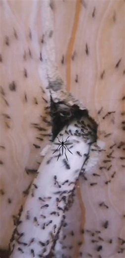 Ants and Spider Interaction: Nature's Intriguing Behavior