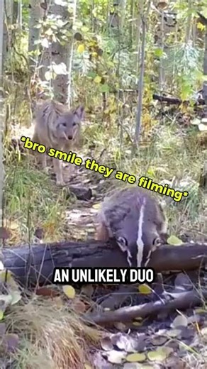 Animals That Secretly Work Together