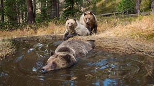 Brown Bears Use 'Human Shield' to Protect Their Cubs