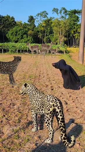 Brave Human Rescues Lions in Dramatic Encounter