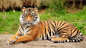 999  Tiger Names For Male & Female Pets In 2025