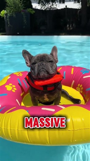 ​3 things you must know before getting a french bulldog #animals