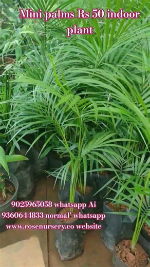 to make your home beautiful and pleasant try this plant mini palms#tree#indoor#minipalams#home#low