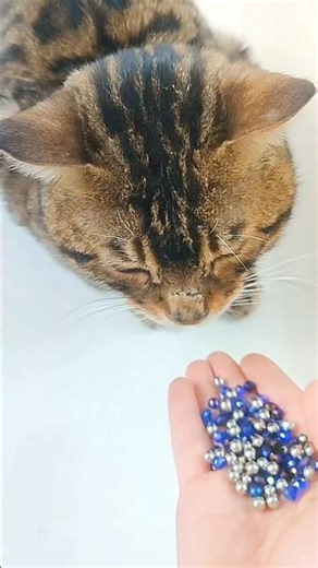 Bengal Cat Froze… And Watched Everything 🐆👀