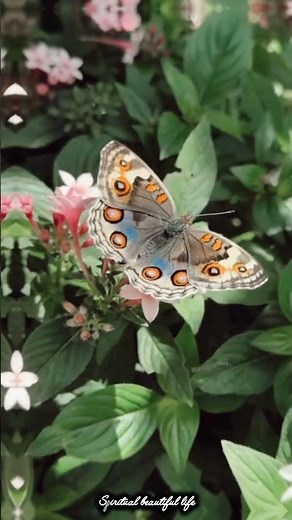 Maher Zain naat- La Tahzan naat islamic video#islam #islamic #islamicstatus #islamicvideo