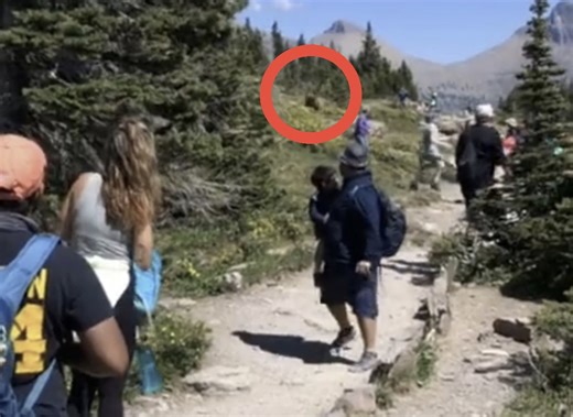 Grizzly Bear Chases Mountain Goat Past Crowded Trail @ Glacier National Park
