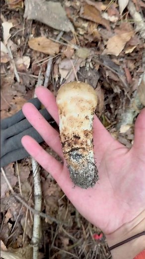 秋の森に隠れてた、贅沢な一本。 #松茸狩り#キノコ狩り #秋の味覚 #森の恵み #秋田の秋