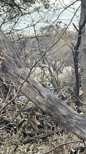 Day 5 and the bucks are everywhere! and the are CLOSE!! | Small Town Hunting