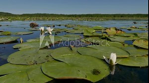 Danube Delta is the largest delta of Europe, the second after the Volga Delta