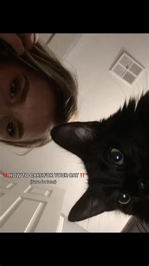 Cat Safety Tips Most Owners Overlook 🐱🚨 #catcaretips #catcare #catshorts #catparents #cattok #cat