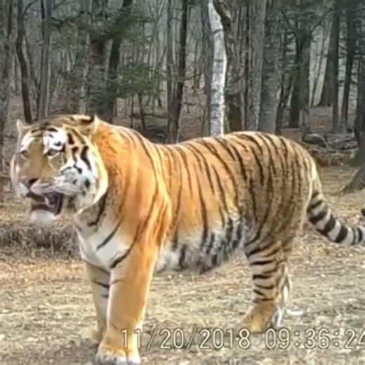 Large wild male Siberian tiger.