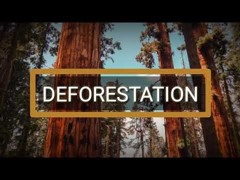Deforestation Presentation | Causes, Effects and Solutions