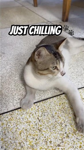 🐱 Just Chilling on the Floor 💤