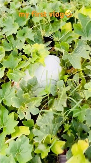 my first vlog..‪@monishfun‬ #1000subscriber #minivlog #vlog #shortvideo #funny #firstvlog #comedy