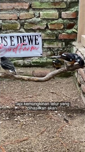 Signs that the female magpie robin is about to lay eggs again #muraibatubreeding