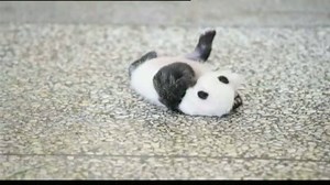 PANDA PROBLEMS: It’s never easy doing something for the first time but it hasn’t stopped this adorable (and very determined) baby Panda from trying. The 5-week-old cub was filmed repeatedly attempting to roll from its back onto its belly – before giving up and falling asleep. #9News | http://9News.com.au | 9 News