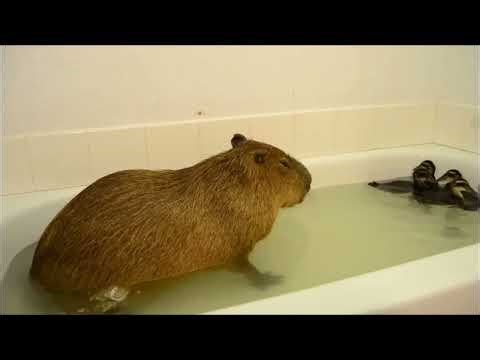 CAPYBARA fart in bathtub 🛁