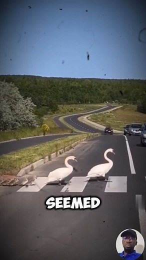 A Lesson in Kindness from Swans 🦢❤️ | Petsux