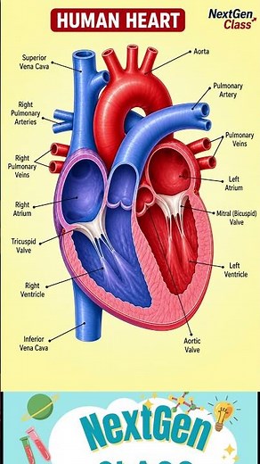 Human Heart Diagram Explained ❤️ | Parts & Functions #biology