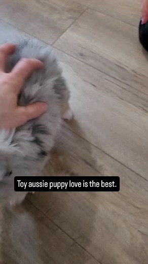 Puppy playtime!#ToyAussiePuppies #MiniAussieLove #MiniAustralianShepherd #AussiePuppies #ToyAustralianShepherd #AussiePuppyLove #MiniAussiePuppy #AussieToys #AussieFamilies #MiniAussieAdventures #AdoptAnAussie #AussieLife #AussiePuppyPlaytime #AussieToysAndLove #PlayfulAussies #AustralianShepherdPuppies #AussieNewFamily #AussieCuties #MiniAussieJoy #ToysForAussies | Kettle Valley Aussies